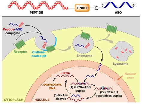 Peptide–Oligonucleotide Conjugation: Chemistry and Therapeutic Applications