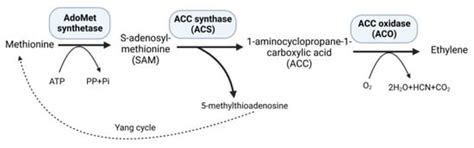 The Ethylene Biosynthetic Enzymes, 1-Aminocyclopropane-1-Carboxylate ...