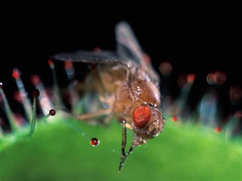 Do Bugs Sleep? Why They're Surprisingly Similar to People | National ...