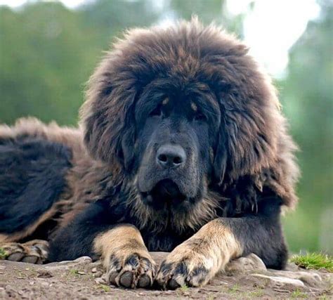 The Majestic Tibetan Mastiff: A Comprehensive Guide