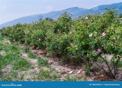 Damask Rose Rosa Damascena Field Stock Image - Image of flora, blooming ...
