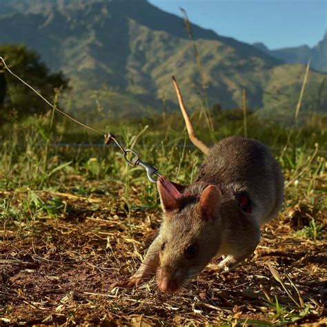 #gambian pouched rat on Tumblr