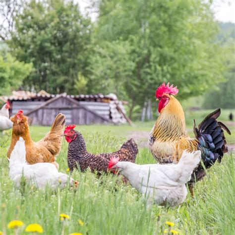 Chickens