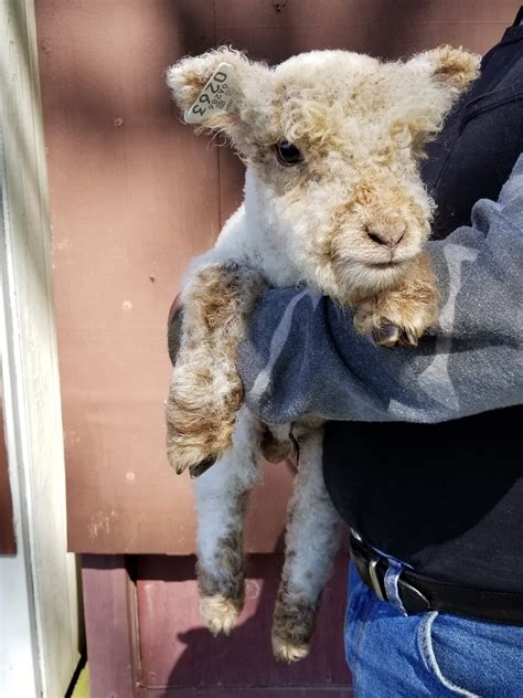 Miniature Babydoll Southdown Sheep For Sale - Tanglewood Farm Miniatures