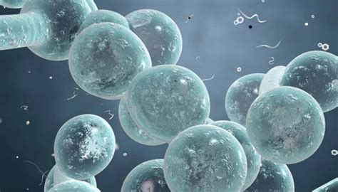 Kuvatulokset haulle candida