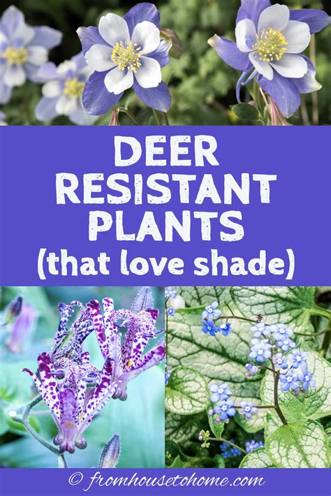 Deer resistant evergreen plants – Artofit