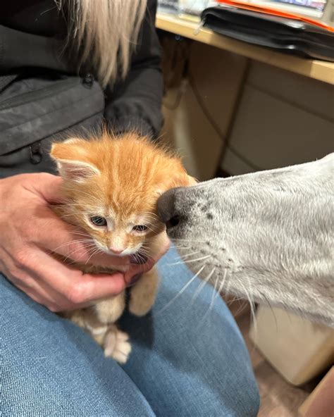 Mokena Animal Clinic (@mokenaanimalclinic) • Instagram photos and videos