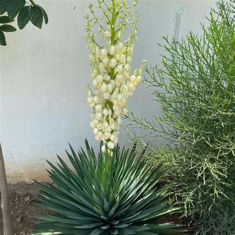 Yucca Flower: How To Handle A Flowering Yucca Plant