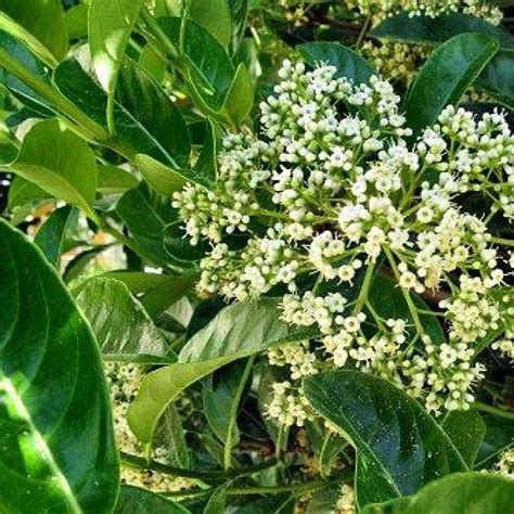 Viburnum Odoratissimum Kalina at Douglas Byrd blog