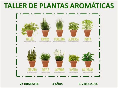 Planta Romero En Ingles
