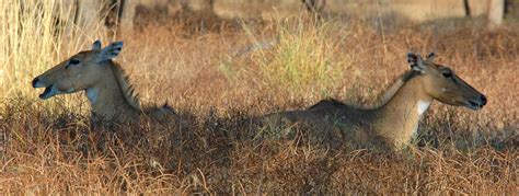 Fauna in Gir National Park, Gir Fauna