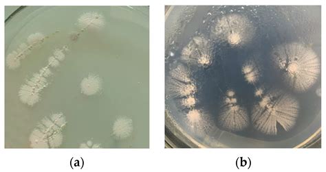 Isolation and Identification of a Carbon-Fixing Bacteria Strain and Its ...