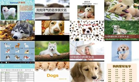 狗狗品种大全图片名字 178种美国AKC认证的狗狗_小可爱宠物网