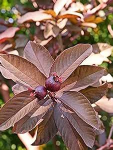 Hybrid Amrood Live Plant for Terrace Gardening and Open Yard Plantation ...