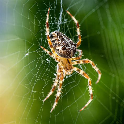 Spiritual Meaning Of Spiders In The Bible - Bible Wings