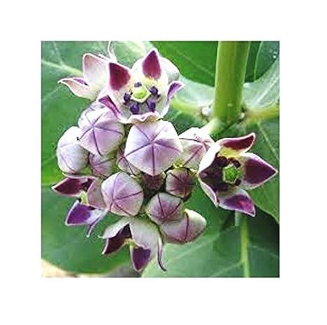 UGANIO Live Purple Aak/Madar/Calotropis gigantea Medicinal Plant With ...