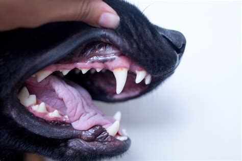 dog gums turning black