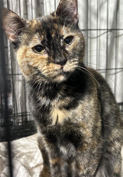 Our Cats – Westfield Homeless Cat Project