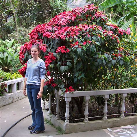 How to care for Poinsettias and answers to common questions | Office of ...