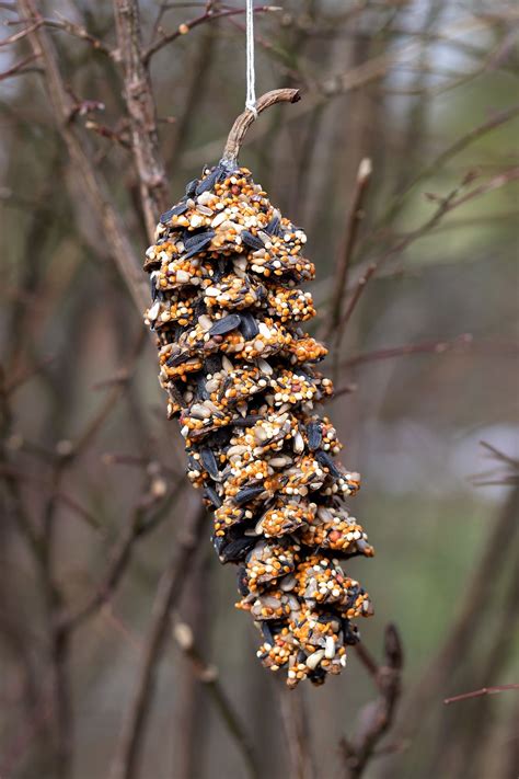 Pine Cone Bird Feeder Diy - Social Feed Strategies