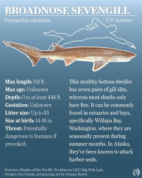 Broadnose Sevengill Shark
