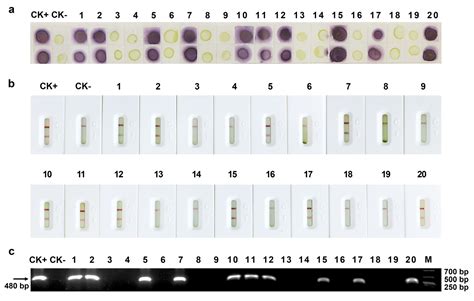 Visual and Super-Sensitive Detection of Maize Chlorotic Mottle Virus by ...