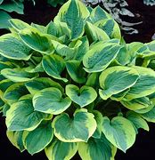 Image result for Hosta Wide Brim Size