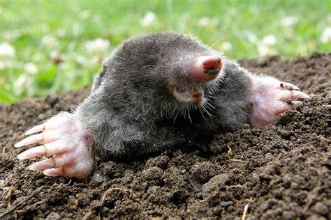 Image result for Mole Problem Solving
