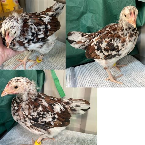 My 6-7week Speckled Sussex chicks. Does it look like white band is a ...
