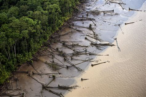 Hunting, deforestation, and fire threaten jaguars in the Amazon Rainforest