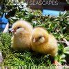 Image result for Spring Bunnies Spring Chicks Saint Patrick