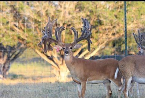 Louisiana Whitetail Deer Hunts