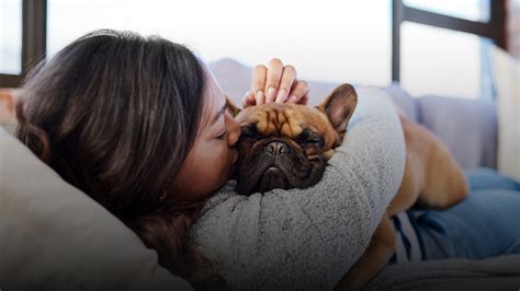 Urgent Care Vet Rockwall | Rockwall Urgent Vet