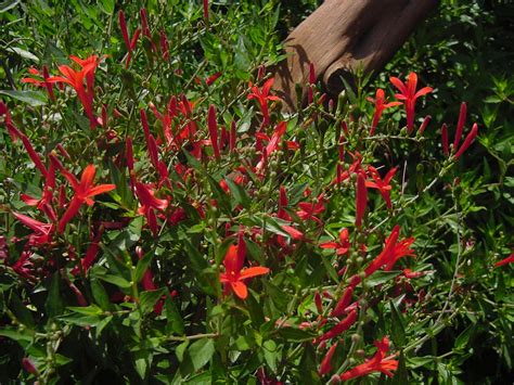 Flame Acanthus Hedge