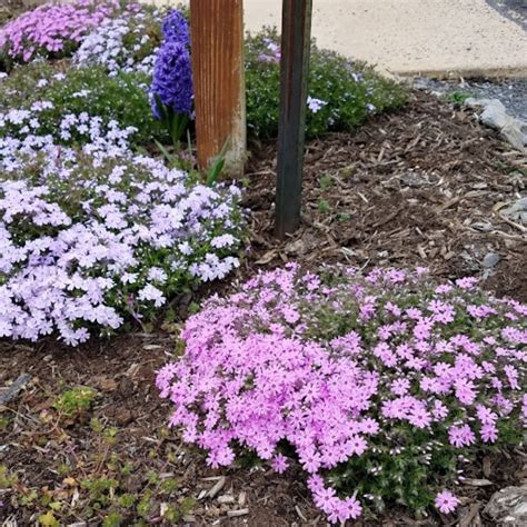 How To Plant Creeping Phlox For Gorgeous Ground Cover