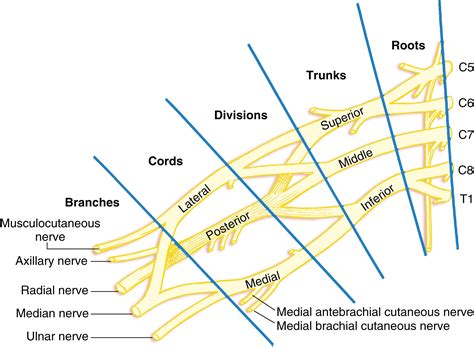 Peripheral Nerve Blocks and Ultrasound Guidance for Regional Anesthesia - Clinical Tree