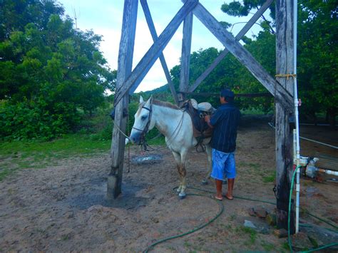 Saddle mountain ranch a horse riding adventure in guyana – Artofit