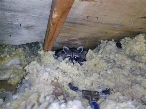 Coquitlam Wildlife Control: Will Raccoons Attack Your Cat?