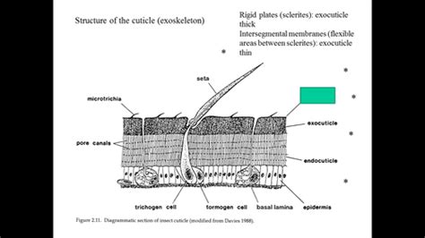 Insect 的图像结果