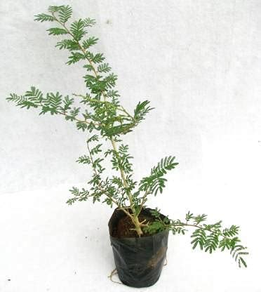 Live Shammi/Shami Plant/Banni Tree Plant/Jand Plant/Prosopis cineraria ...
