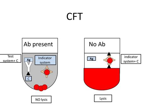 Image result for Complement Fixation Immune System