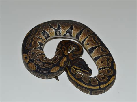 Brown Ball Python 的图像结果