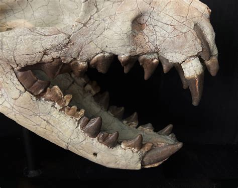 Juvenile Hyaenodon Skull — Still Life Fossils