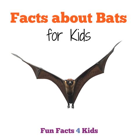 10 Facts About Bats Habitat - Design Talk
