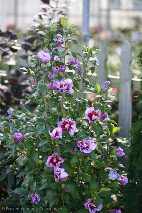 Rose Of Sharon Bush Shrubs
