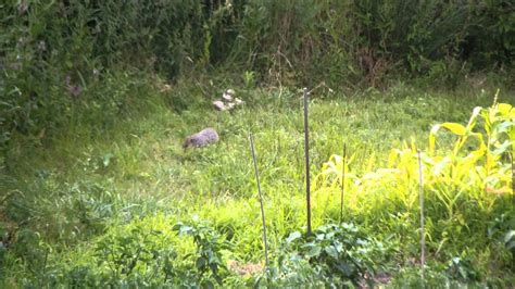 Image result for Ground Hogs Exploding Gunshot