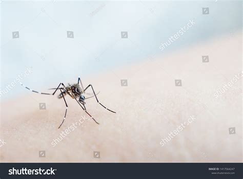 10,178 Dengue Isolated Images, Stock Photos & Vectors | Shutterstock