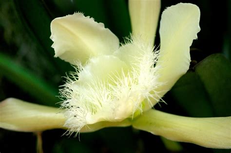 Pensamientos Maupinianos: Rhyncholaelia digbyana flor nacional de ...