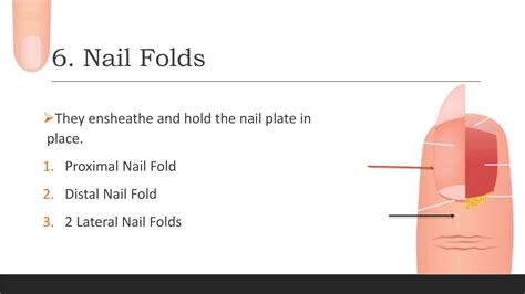 Structure of Nail | PPTX