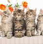 Image result for 3 Cute Cats